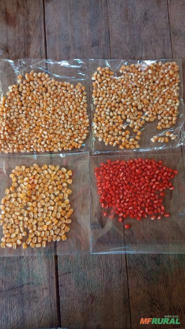 Imagem Semente de milho Selecionada Imagem Semente de milho Selecionada