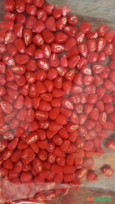 Imagem Semente de milho Selecionada Imagem Semente de milho Selecionada