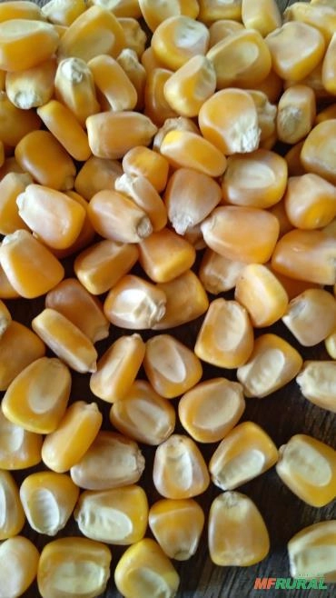 Imagem Semente de milho Selecionada Imagem Semente de milho Selecionada