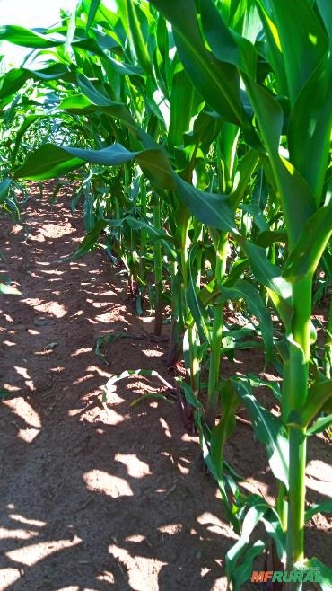 Semente de milho Selecionada Imagem Semente de milho Selecionada