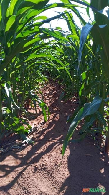 Imagem Semente de milho Selecionada Imagem Semente de milho Selecionada