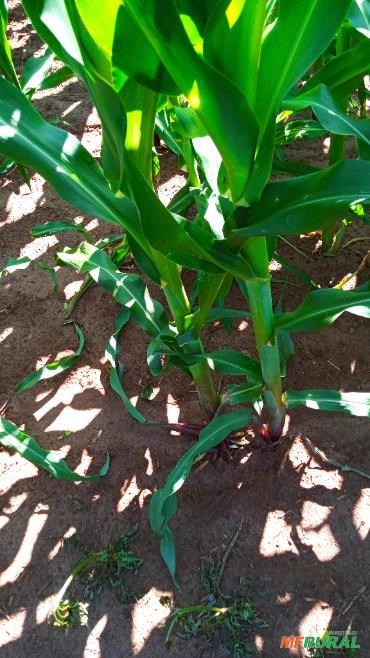 Imagem Semente de milho Selecionada Imagem Semente de milho Selecionada