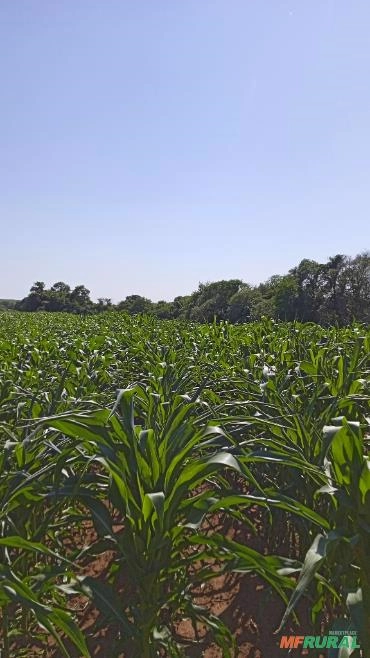 Imagem Semente de milho Selecionada Imagem Semente de milho Selecionada