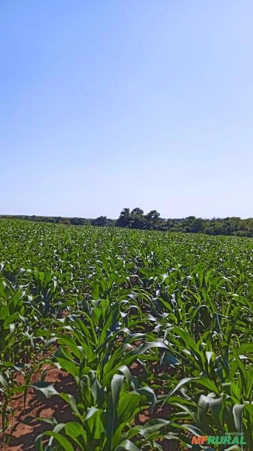 Imagem Semente de milho Selecionada Imagem Semente de milho Selecionada