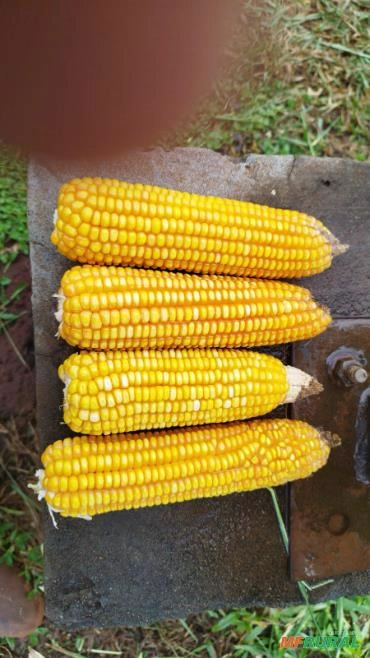 Imagem Semente de milho Selecionada Imagem Semente de milho Selecionada