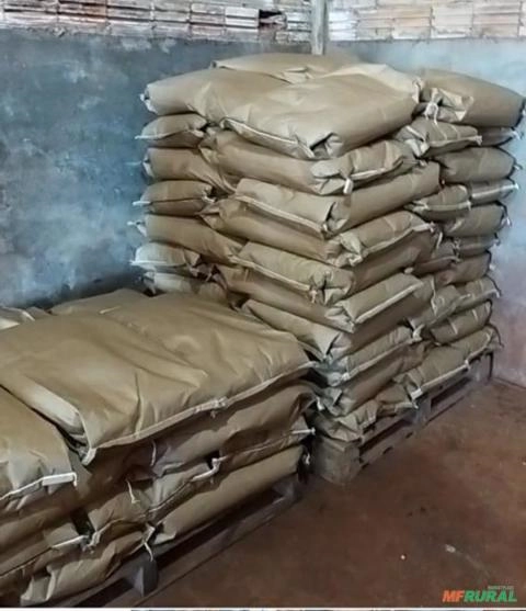 Imagem Semente de milho Selecionada Imagem Semente de milho Selecionada