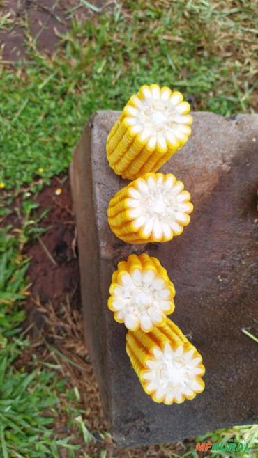 Imagem Semente de milho Selecionada Imagem Semente de milho Selecionada