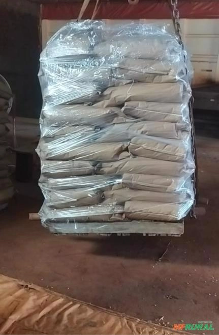 Imagem Semente de milho Selecionada Imagem Semente de milho Selecionada