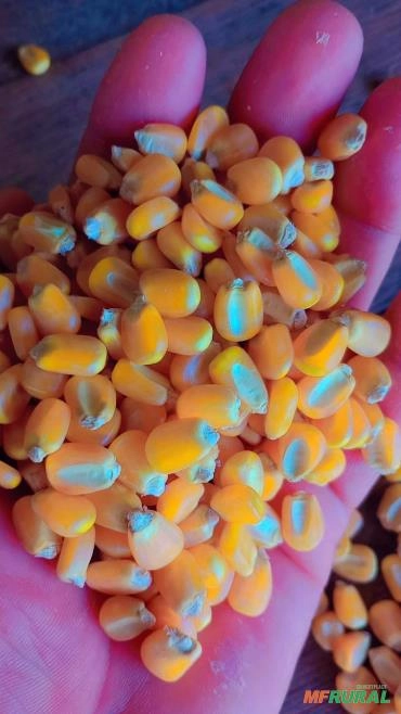 Imagem Semente de milho Selecionada Imagem Semente de milho Selecionada