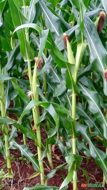 Imagem Semente de milho Selecionada Imagem Semente de milho Selecionada