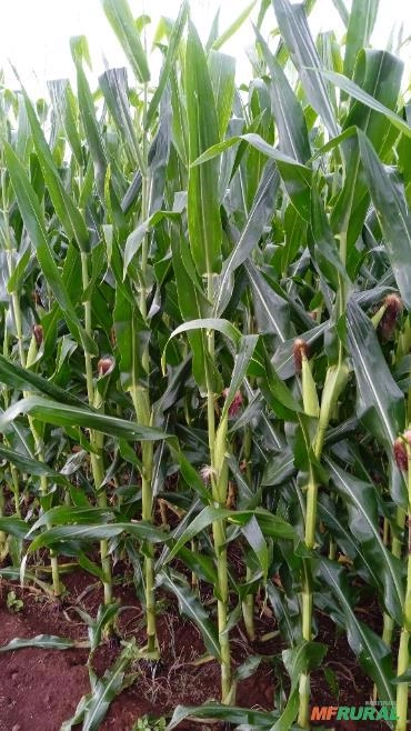 Imagem Semente de milho Selecionada Imagem Semente de milho Selecionada