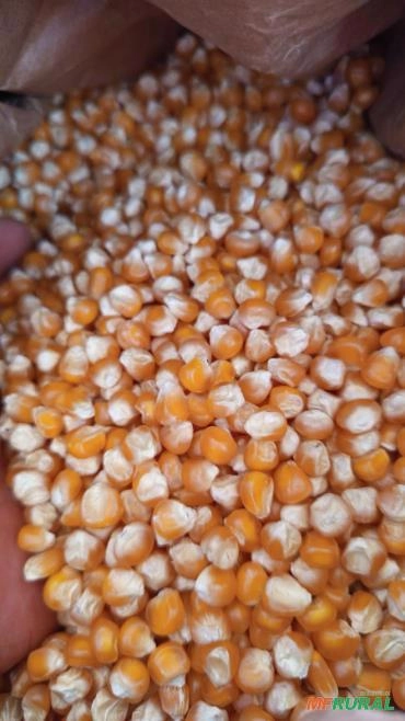 Imagem Semente de milho Selecionada Imagem Semente de milho Selecionada