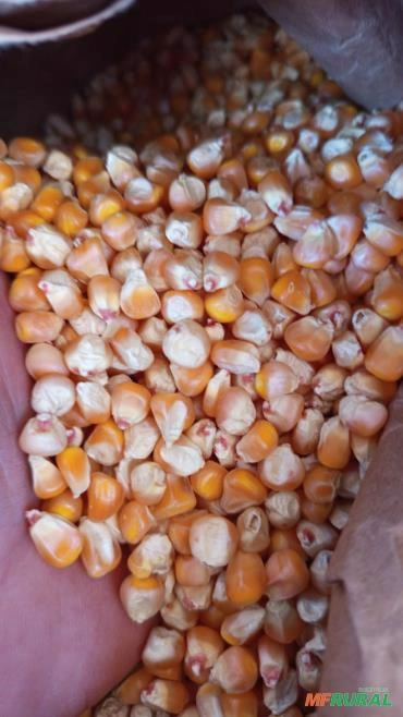 Imagem Semente de milho Selecionada Imagem Semente de milho Selecionada