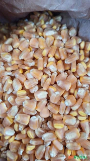 Imagem Semente de milho Selecionada Imagem Semente de milho Selecionada