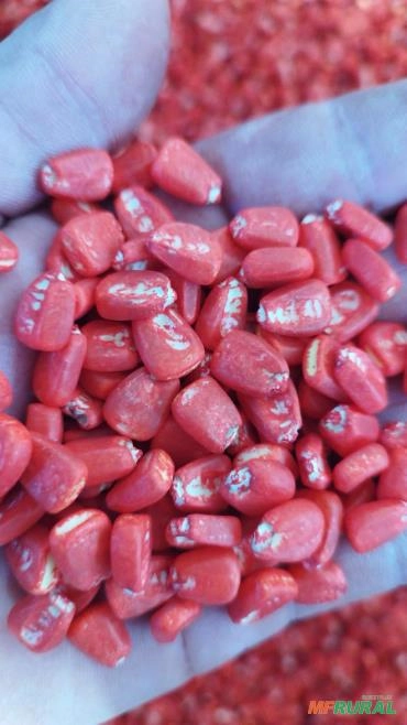 Imagem Semente de milho Selecionada Imagem Semente de milho Selecionada