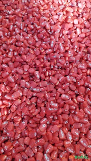 Imagem Semente de milho Selecionada Imagem Semente de milho Selecionada