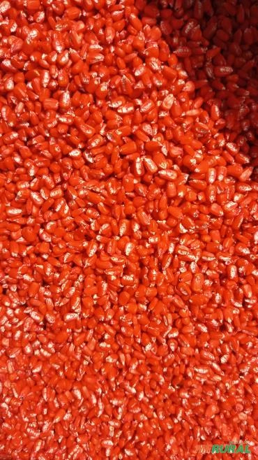 Imagem Semente de milho Selecionada Imagem Semente de milho Selecionada