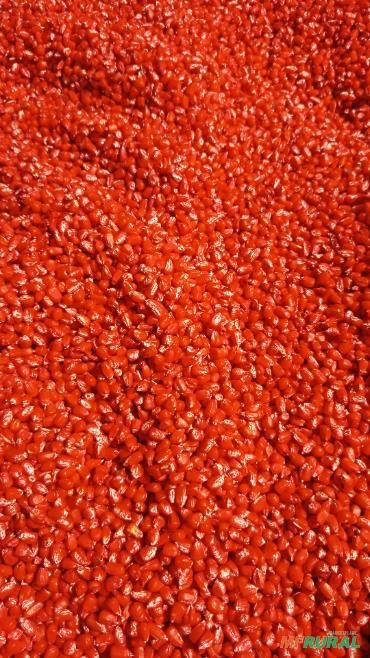 Imagem Semente de milho Selecionada Imagem Semente de milho Selecionada