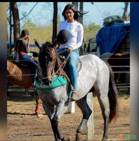 Cavalo Quarto de Milha Registrado ABQM - TRES STREAK SEIS - PURO DE ORIGEM - P280708