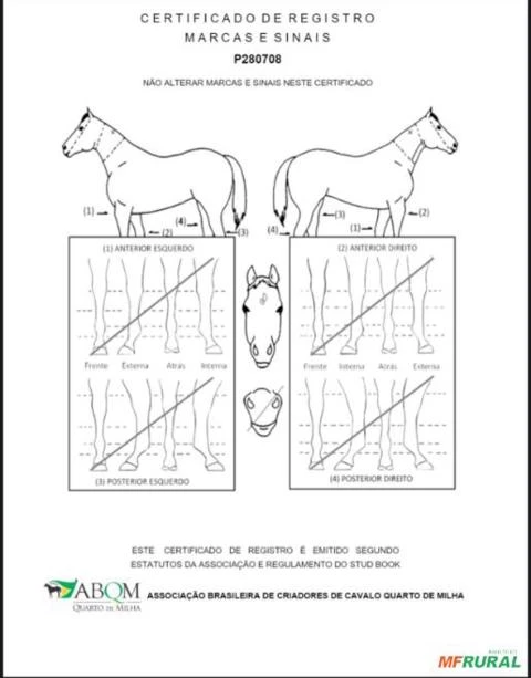 Cavalo Quarto de Milha Registrado ABQM - TRES STREAK SEIS - PURO DE ORIGEM - P280708