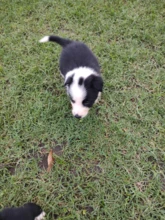 VENDA DE Cães/Filhotes de BORDER COLLIE P.O