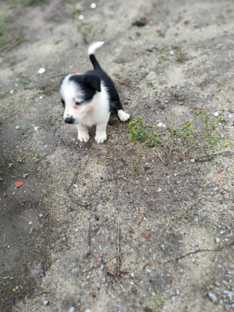 VENDA DE Cães/Filhotes de BORDER COLLIE P.O