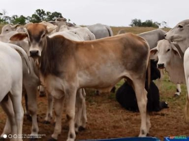 Garrotes Imagem Garrotes