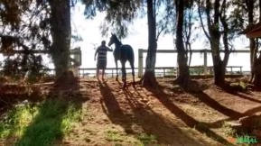 Treinador de cavalos de corrida