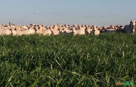 Procuro Arrendamento Para Gado de Corte Imagem Procuro Arrendamento Para Gado de Corte