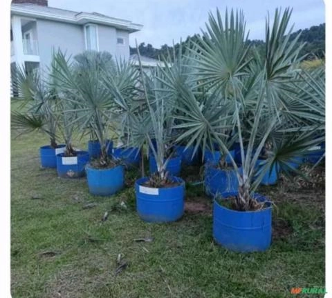 Palmeira Bismarck Imagem Palmeira Bismarck