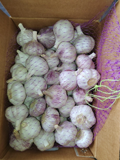 Imagem Alho Argentino Premium Imagem Alho Argentino Premium