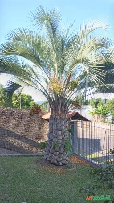 Árvore de butiá Imagem Árvore de butiá