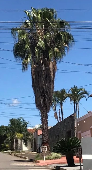 Palmeira Washingtonia