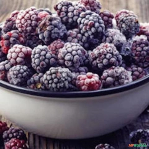 Amora Preta Congeladas Imagem Amora Preta Congeladas