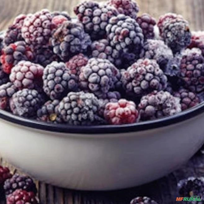 Amora Preta Congeladas Imagem Amora Preta Congeladas