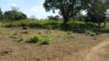 Fazenda 400ha, chapada plana, mageada 4 km pelo Rio Itapecuru, região de Balsas, Sucupira doNorte