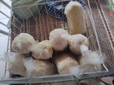 Imagem Polpa de cupuaçu Imagem Polpa de cupuaçu