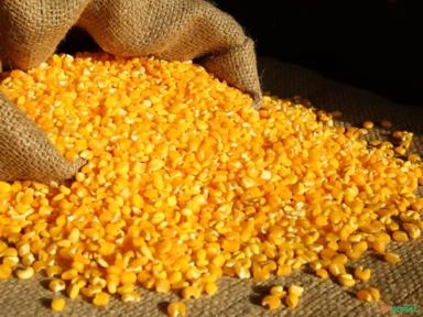 COMPRO MILHO GMO PARA EXPORTAÇÃO Imagem COMPRO MILHO GMO PARA EXPORTAÇÃO