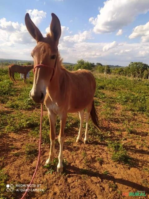 Burro - Excelente procedência