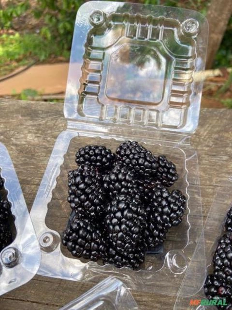 Amora Preta - in natura Imagem Amora Preta - in natura