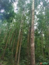Venda de floresta de eucalipto 70 mil pés - 15 anos