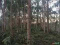 fazenda de pinus