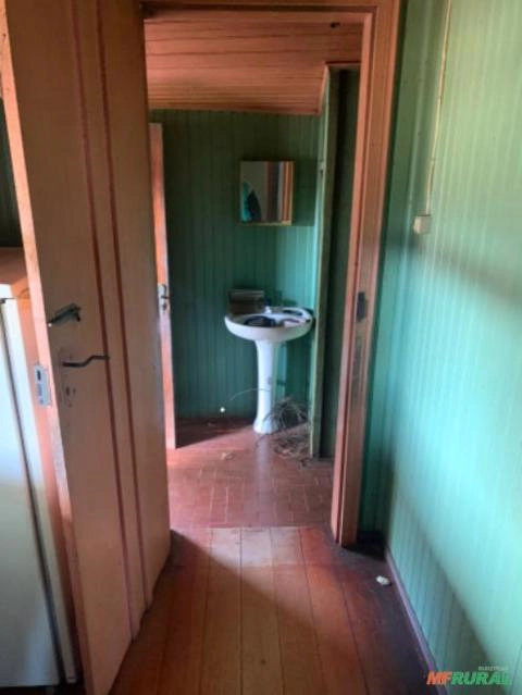 Imagem Madeira de Araucária Imagem Madeira de Araucária