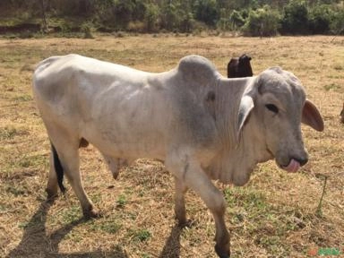 TOURO TABAPUA Imagem TOURO TABAPUA