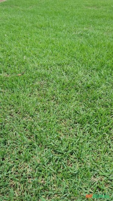 Grama Esmeralda Imagem Grama Esmeralda