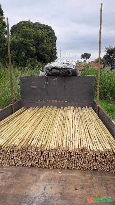 bambu tratado Imagem bambu tratado