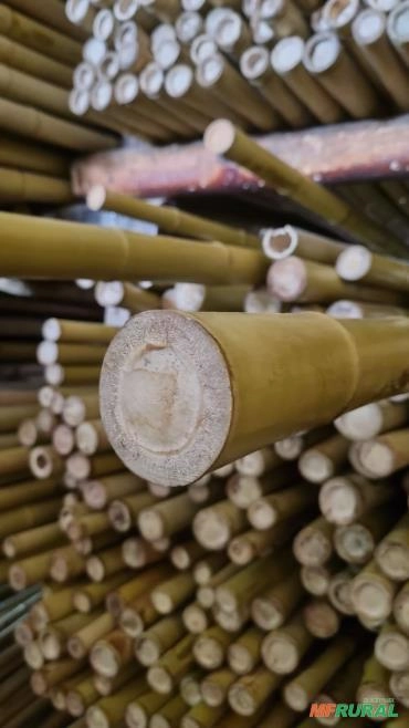 Bambu Tratado Imagem Bambu Tratado