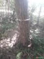 Vendo 150 m³ de mogno africano, árvores com 35 anos