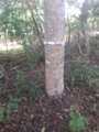 Vendo 150 m³ de mogno africano, árvores com 35 anos