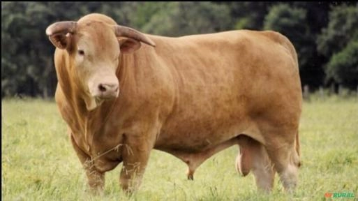 VENDO BOI CARACU Imagem VENDO BOI CARACU